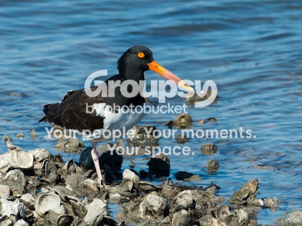 OysterCatcher_zps24794dce.jpg