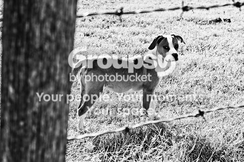 PuppyFramedByFence.jpg