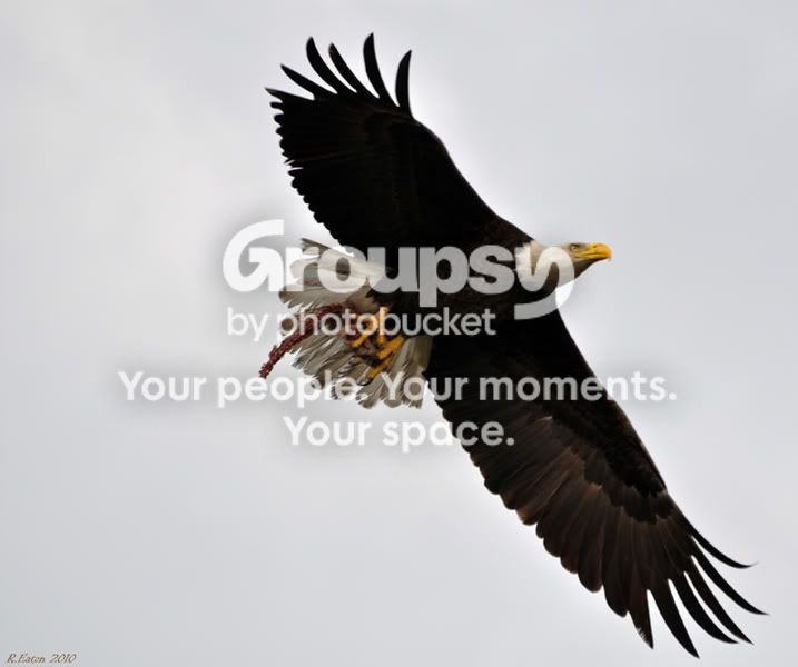 eagle1.jpg