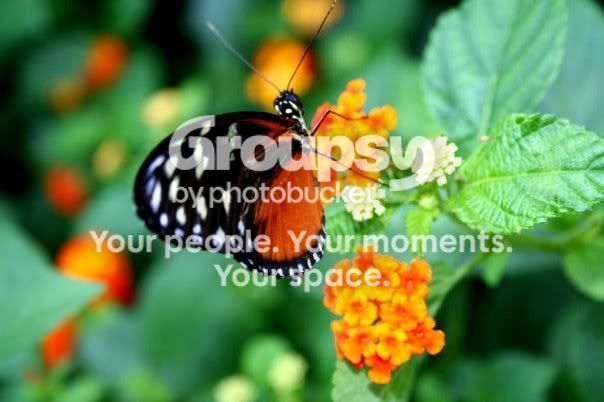 mackinawbutterfly_058.jpg