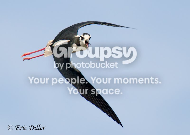 _ECD1241-copy800.jpg