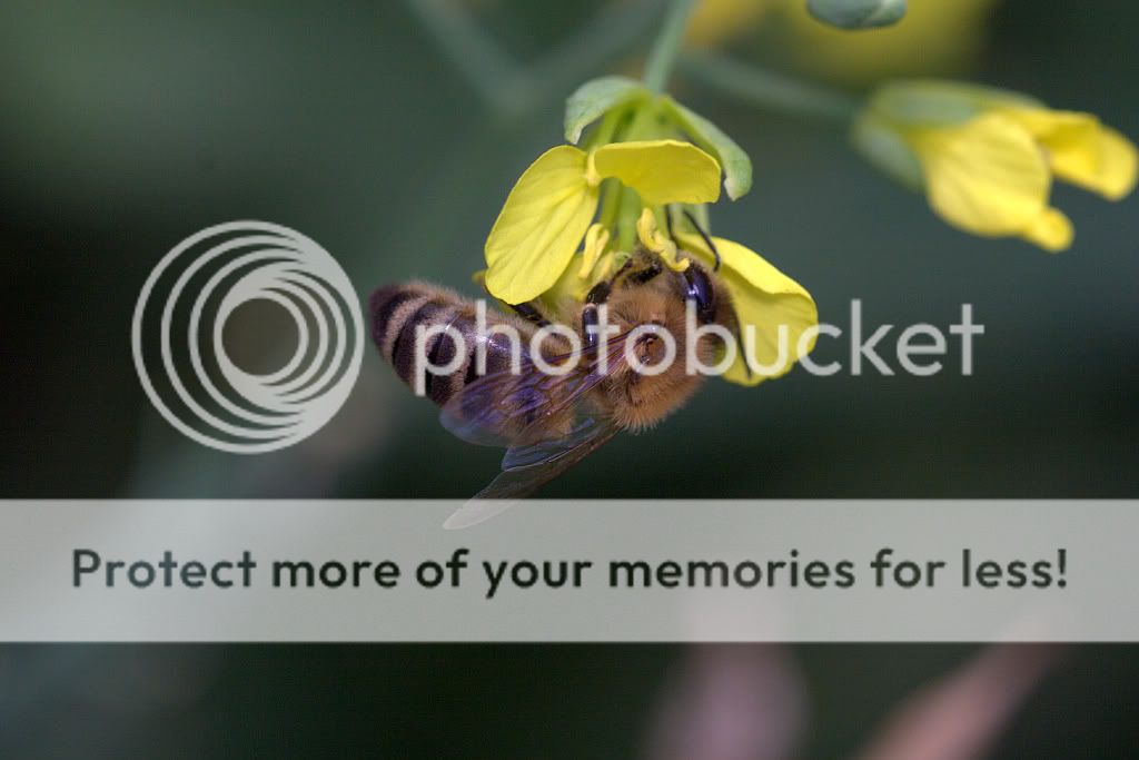 bee8-30-092a.jpg