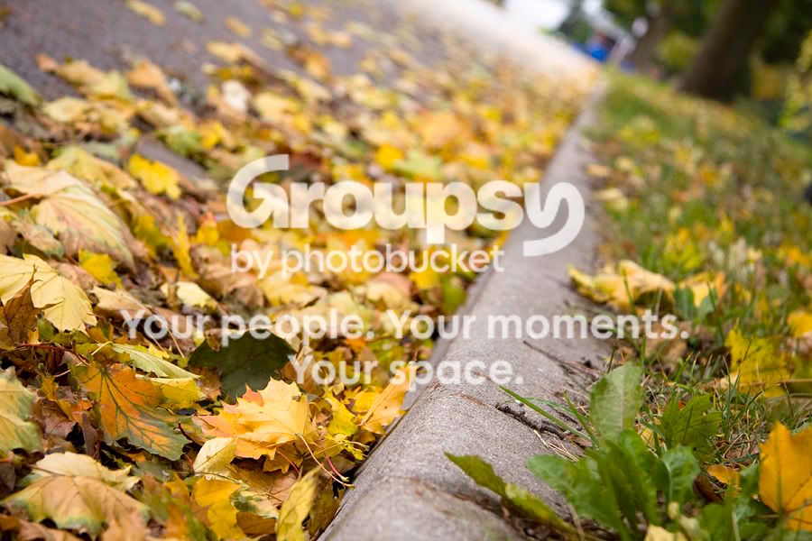 leaves.jpg