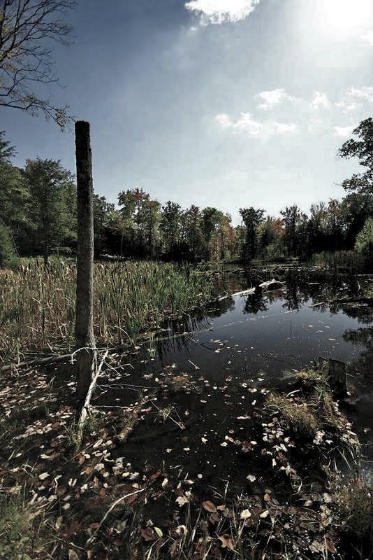 Pond-1.jpg