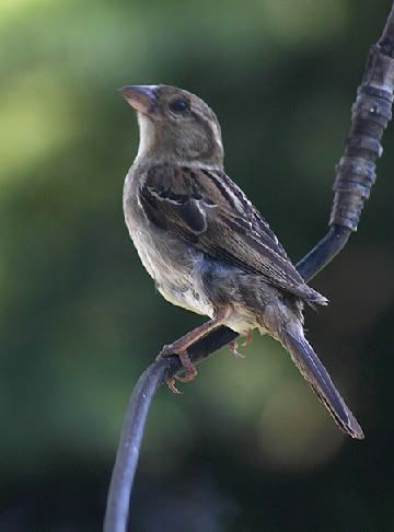 BirdieEdit.jpg