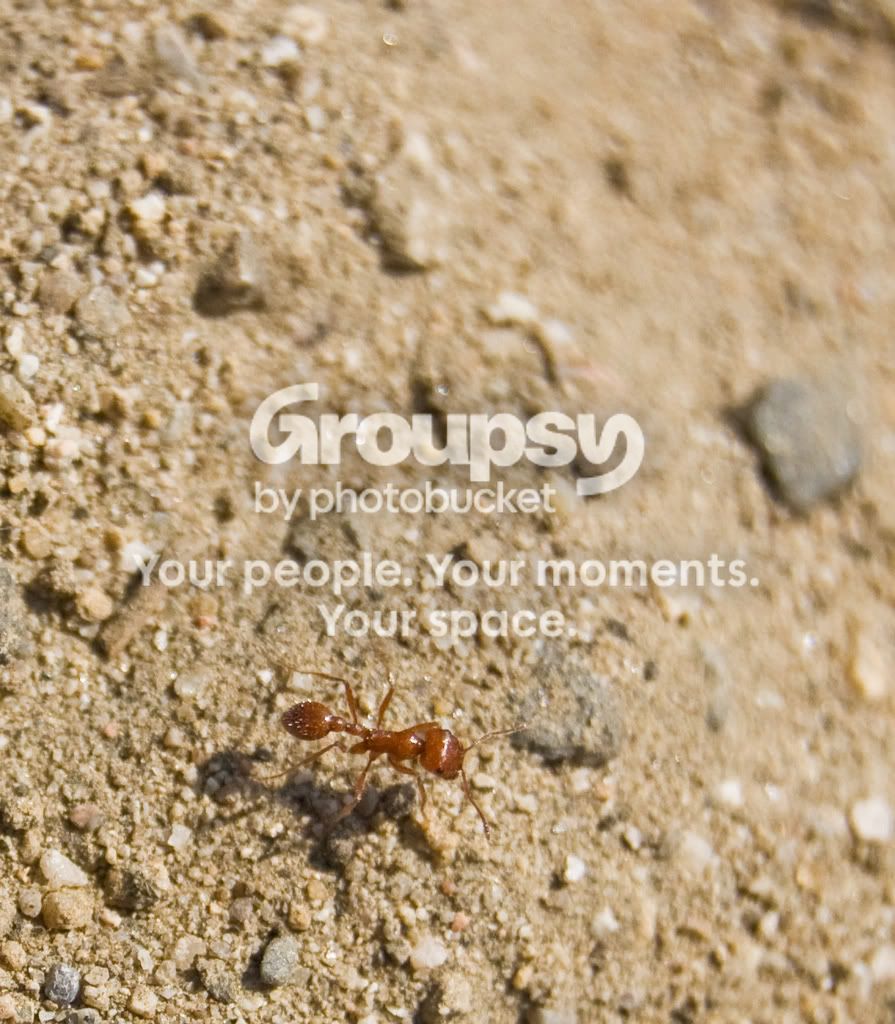 fireant.jpg