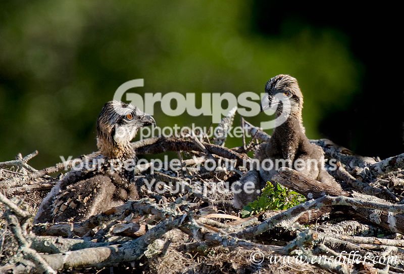 _ECD4597-copy800.jpg
