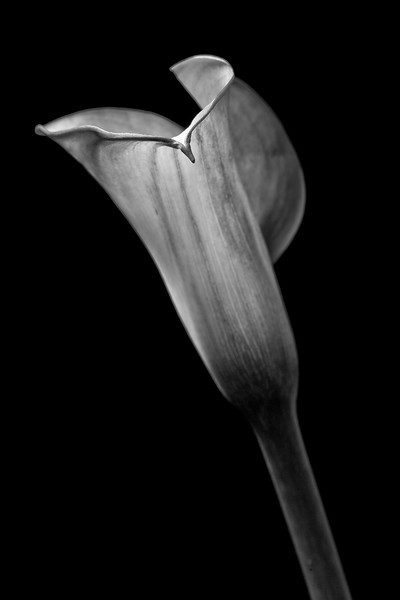 IMG6437bestb-w-L.jpg