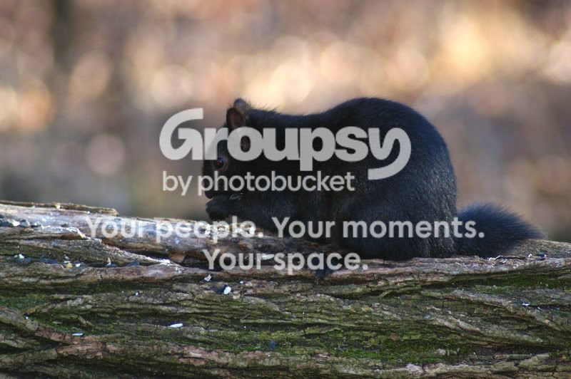 blacksquirrel-1.jpg