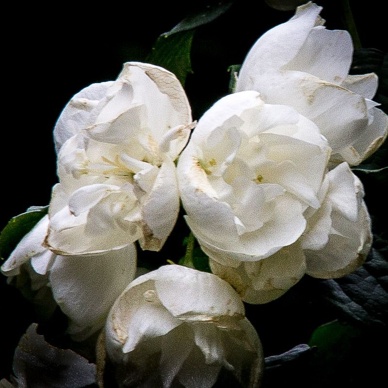 syringa-1.jpg