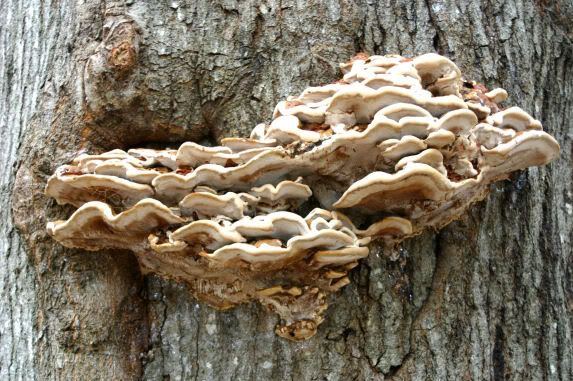 fungi1aweb.jpg