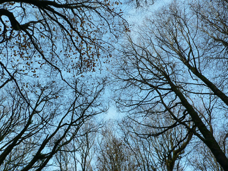 tree_tops_by_LeviNifty.jpg