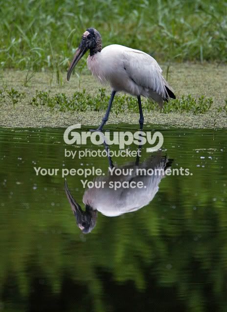 Woodstork-reflecting-2.jpg