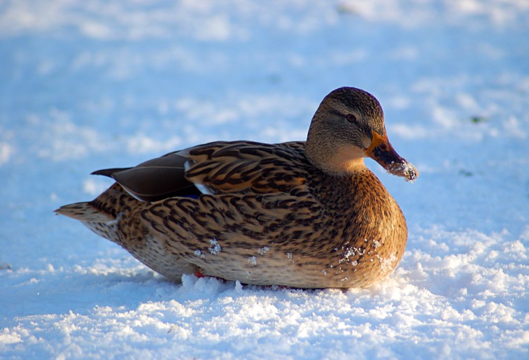 ente.jpg
