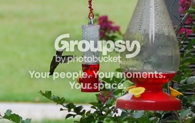 hummingbird7.jpg