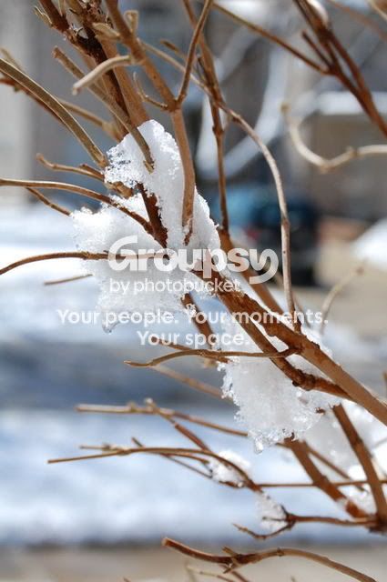 snowybranchone.jpg