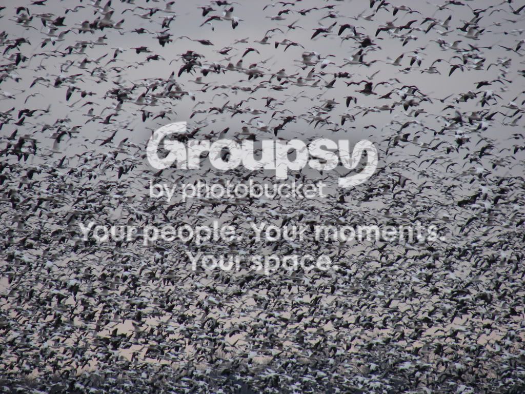 2-7snowgeese014.jpg