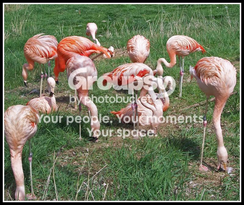 flamingos.jpg