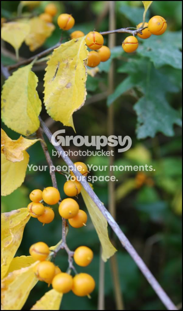 yellowbuds.jpg