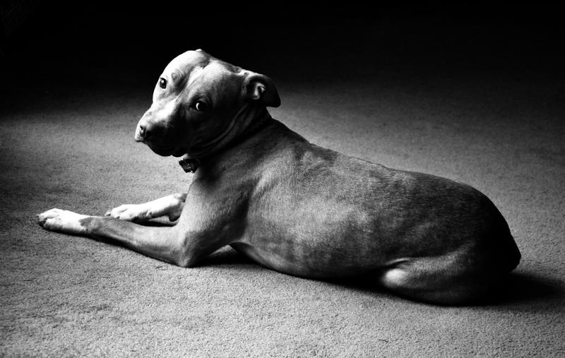 Gracie_II_by_sarallyn.jpg