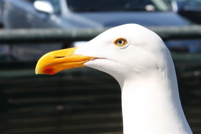 seagull.jpg