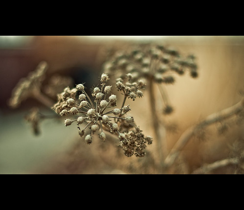 4329410858_a9770ab02f.jpg