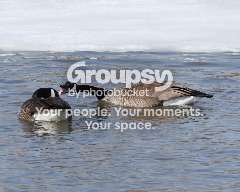 Geese_1_5175.jpg