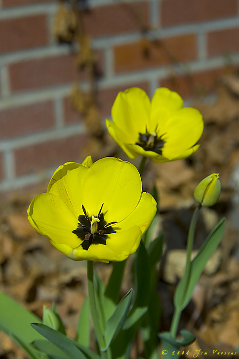 tulip2004_01.jpg