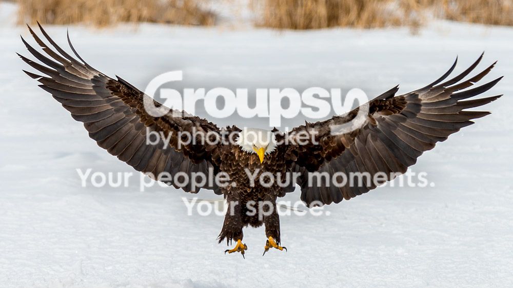 eagle11_zps2f63a1ad.jpg~original