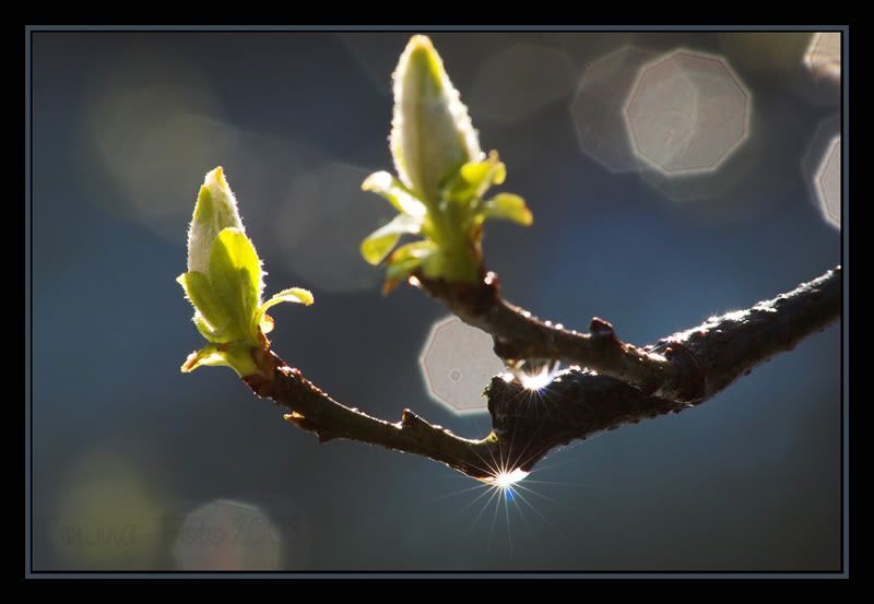 Thema_Bokeh_08.jpg