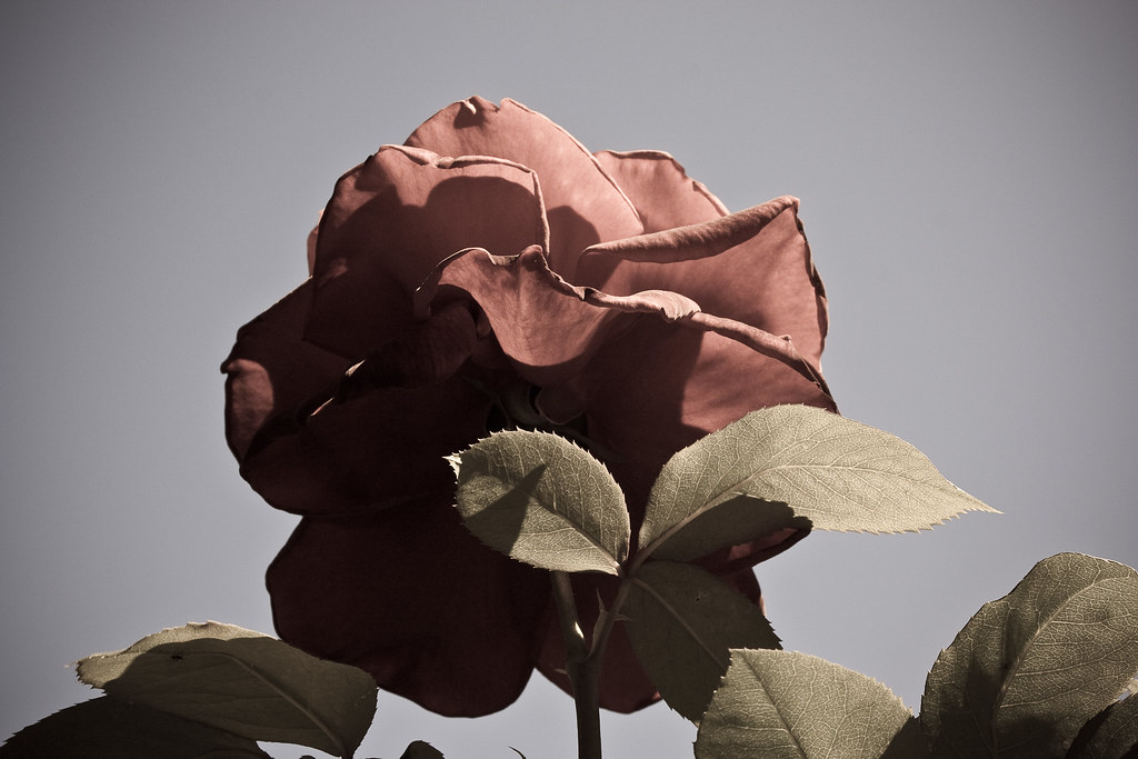 4699166605_7a62246563_b.jpg