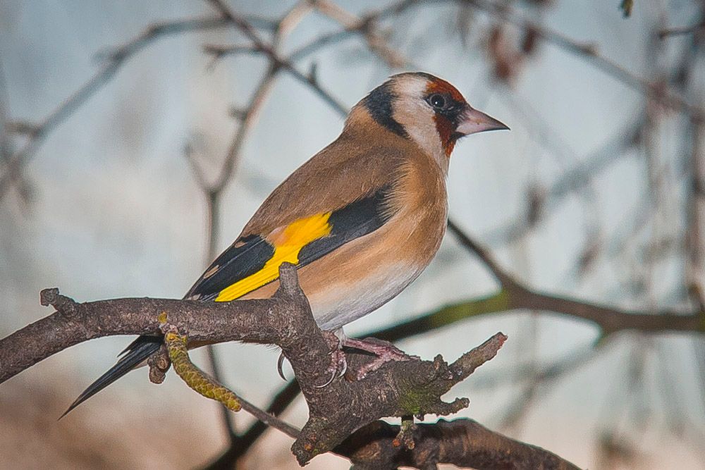 Goldfinch-1-2.jpg