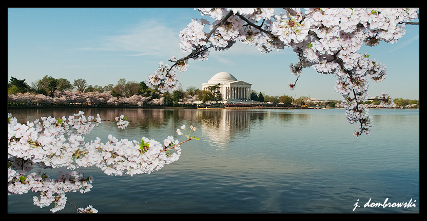 Jefferson%20in%20Bloom%20jpeg.JPG