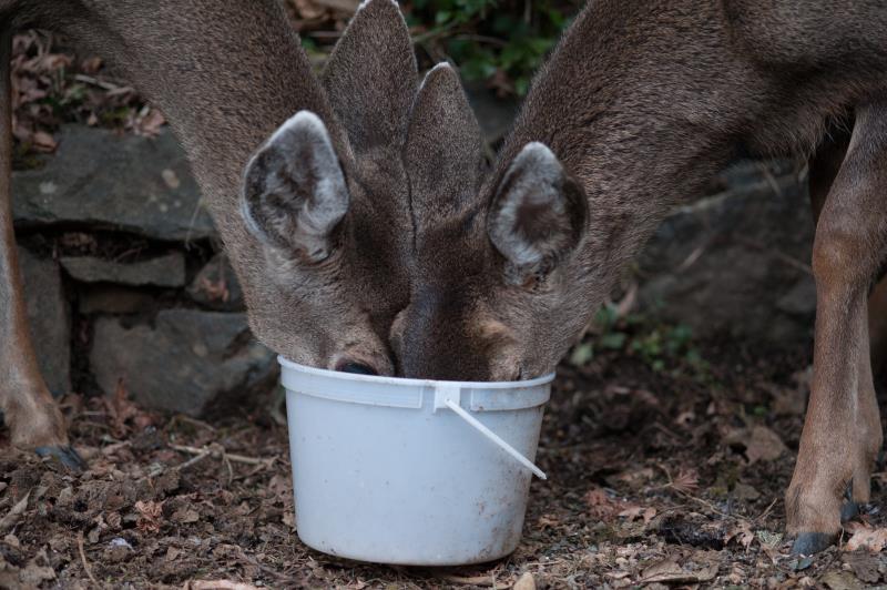 Bucket_O_Deer.JPG