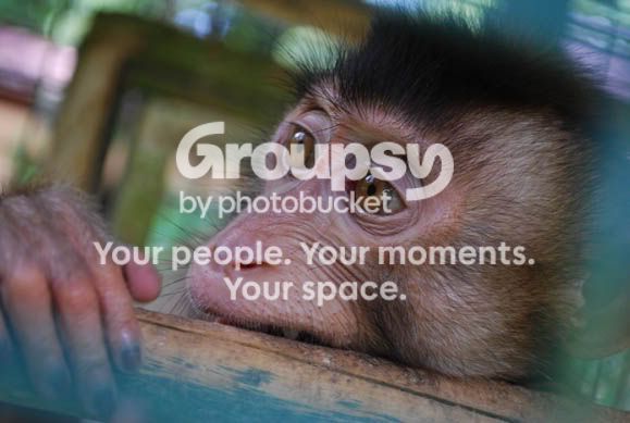 MONKEY8_0318.jpg