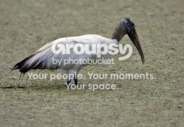 Woodstork.jpg