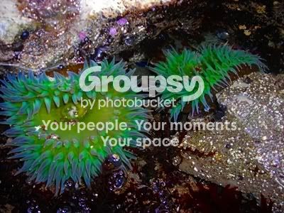 myspace21.jpg