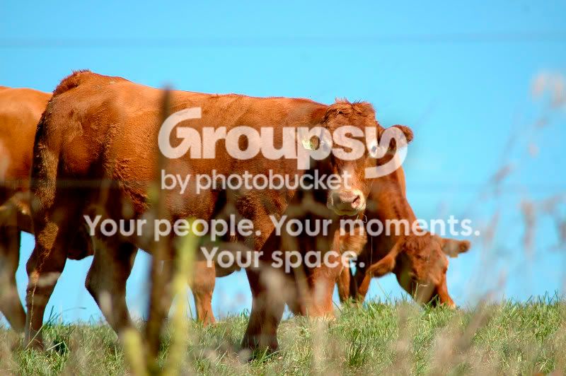 websize2005farm6.jpg
