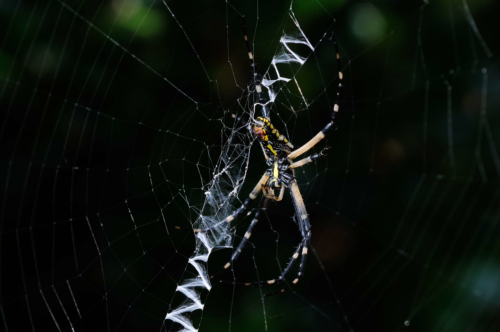DSC_00011-X3.jpg
