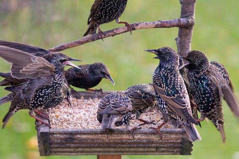 MobStarlings1of1.jpg