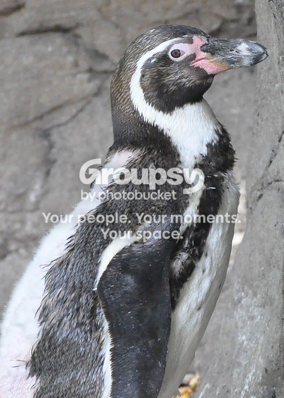 Penguine1978resized.jpg