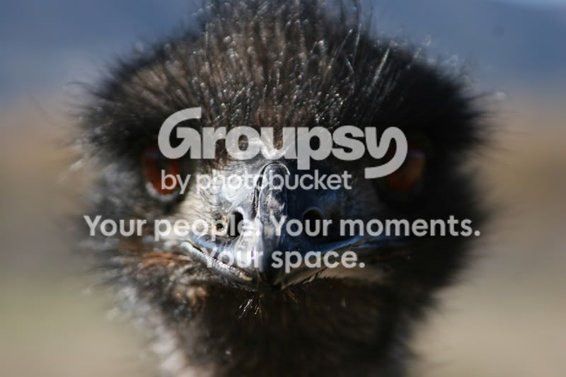 ostrich16.jpg