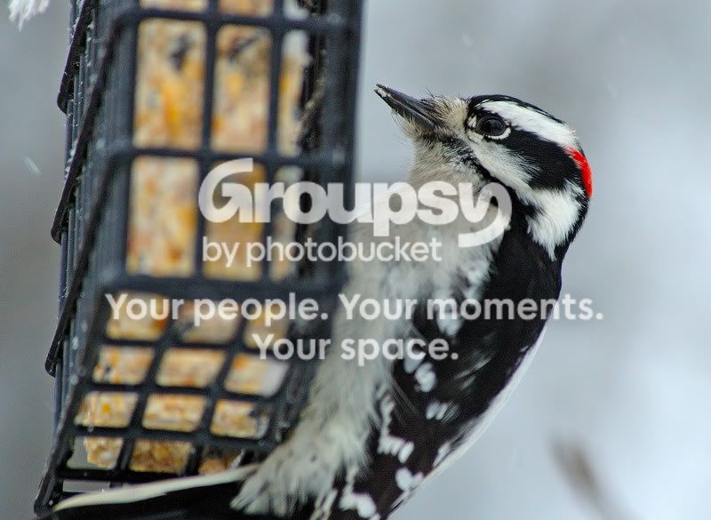 DSC_30810231websize.jpg