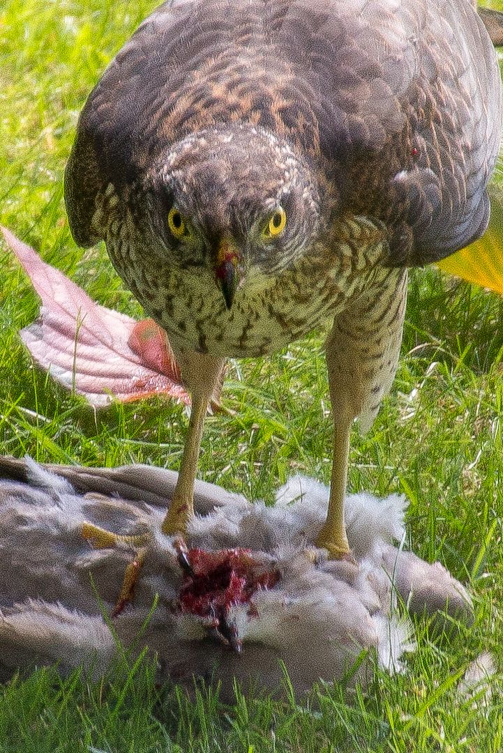 SHawk1_zps7f4b83a3.jpg