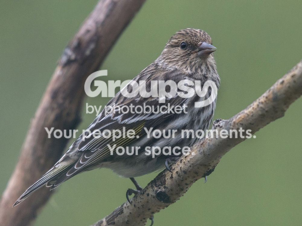 Pine%20Siskin%2011%20May%202016_zpsdgeqwrzl.jpg