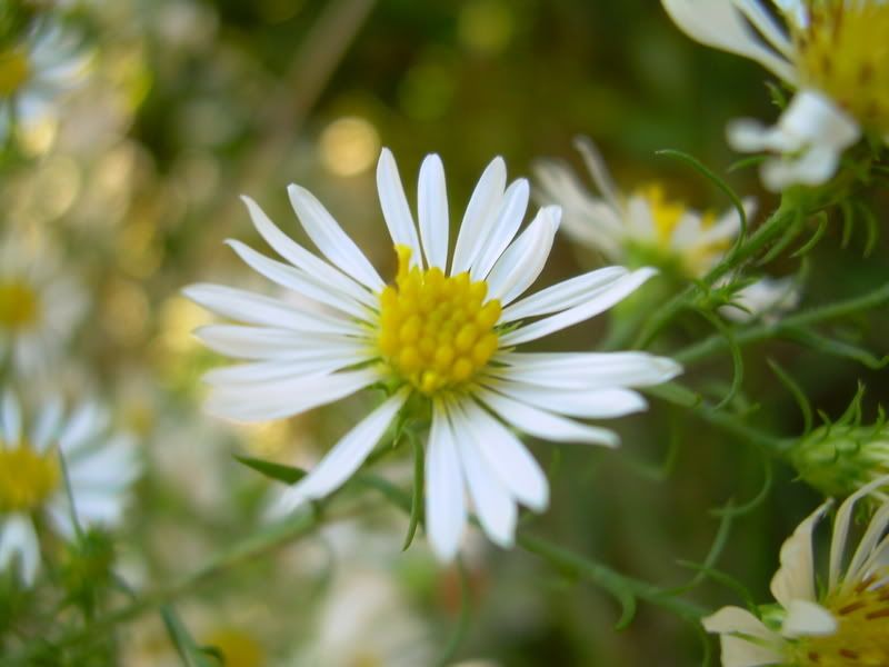 DSCN9039.jpg