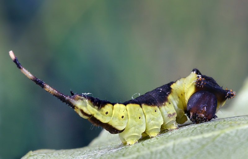 cerura_vinula_14.jpg