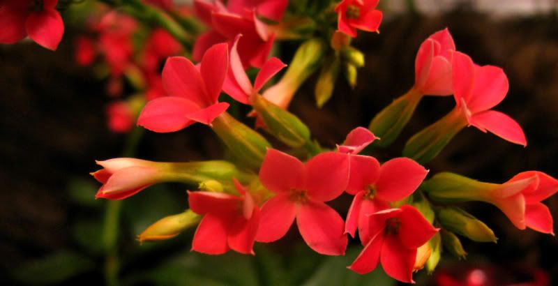 plant027-1.jpg
