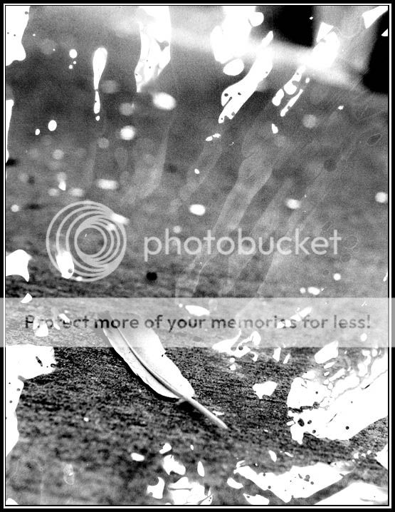 feather2.jpg