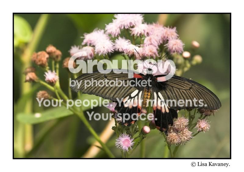 butterflyedit.jpg